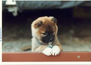 puti610.jpg (7521 バイト)